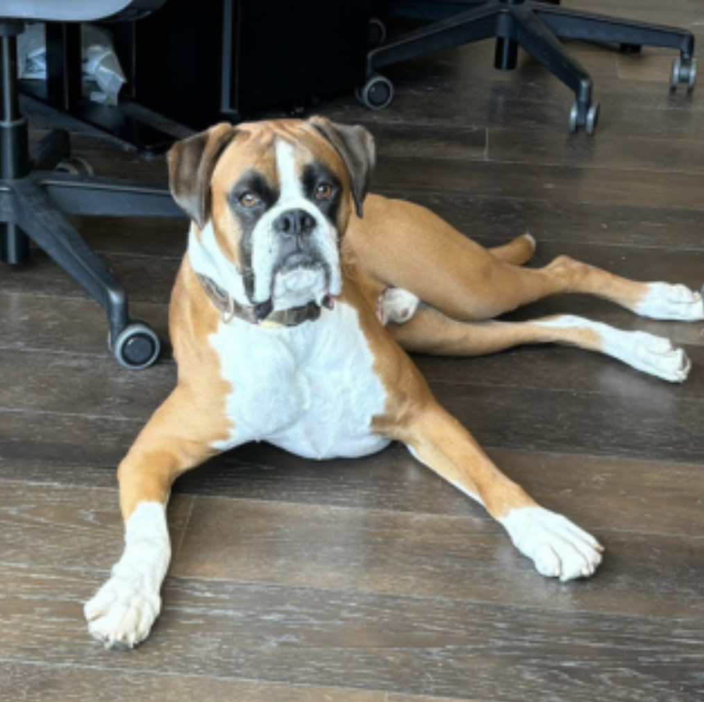 Lenny the office dog